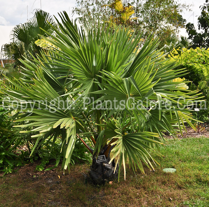 PGC-T-Borassus-flabellifer-aka-Palmyra-Palm-2