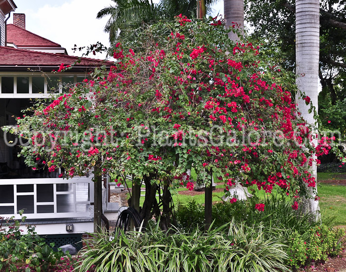 PGC-T-Bougainvillea-Barbara-Karst-2013-1