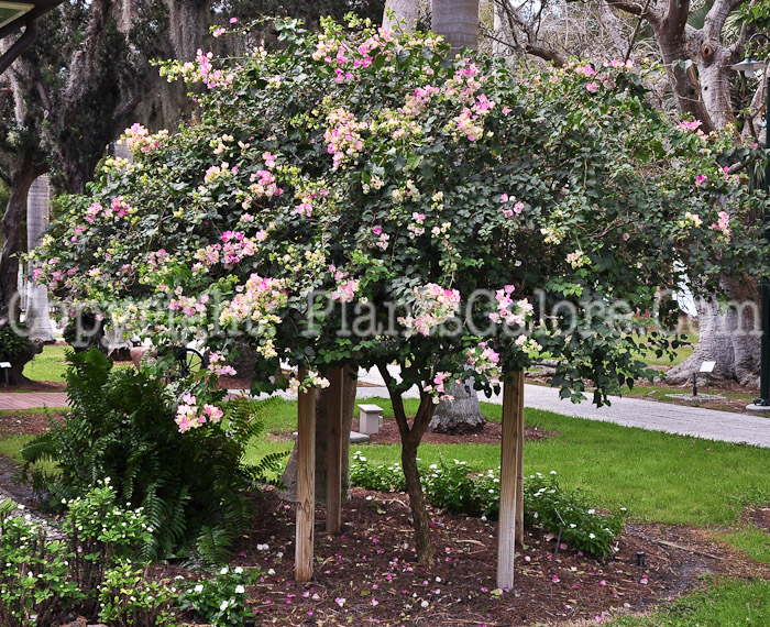 PGC-T-Bougainvillea-Imperial-Delight-2013-1