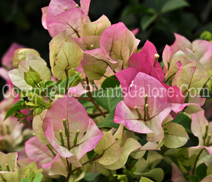 PGC-T-Bougainvillea-Imperial-Delight-2013-2