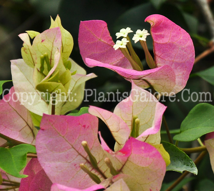 PGC-T-Bougainvillea-Imperial-Delight-2013-3