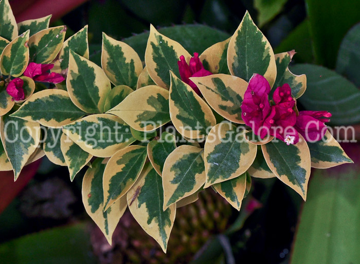 PGC-T-Bougainvillea-Pixie-Queen-2013-1