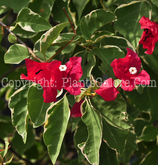 PGC-T-Bougainvillea-Rubra-2013-2