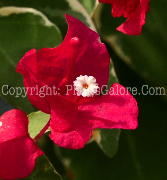 PGC-T-Bougainvillea-Rubra-2013-3