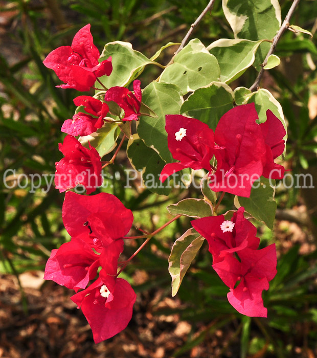 PGC-T-Bougainvillea-Rubra-2013-4