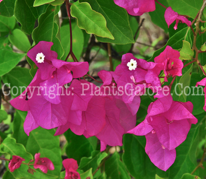 PGC-T-Bougainvillea-Texas-King-2013-1