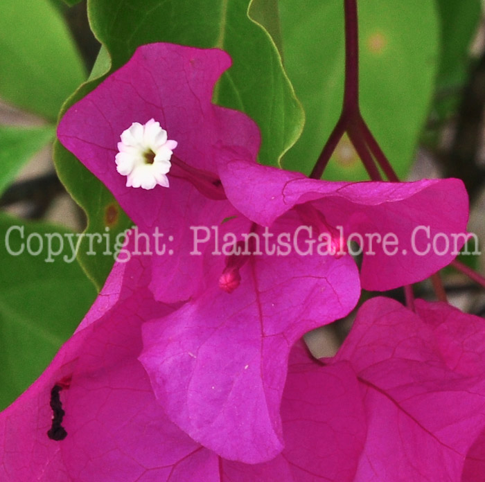 PGC-T-Bougainvillea-Texas-King-2013-2