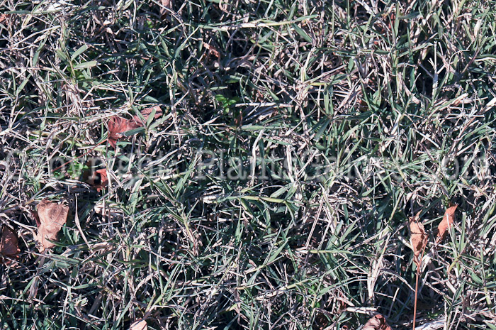 PGC-G-Bouteloua-dactyloides-aka-Buffalograss-1