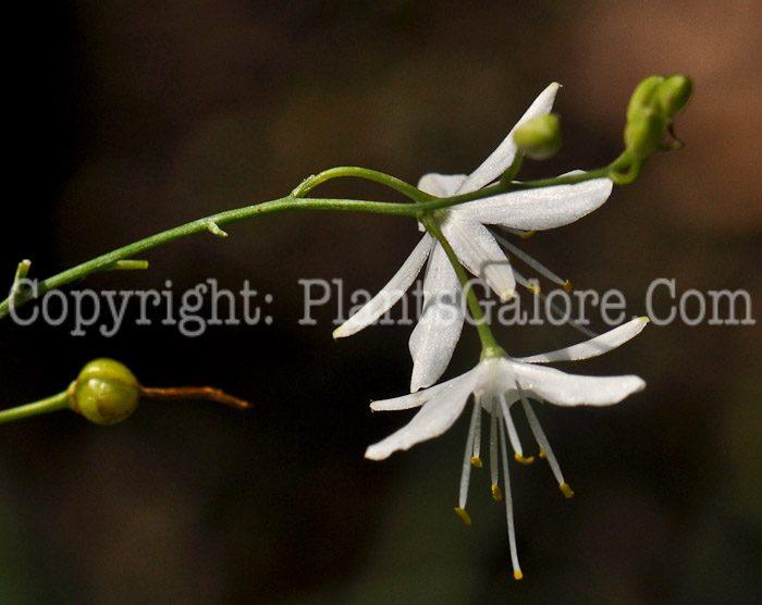 PGC-B-Bowiea-volubilis-aka-Climbing-Onion-1