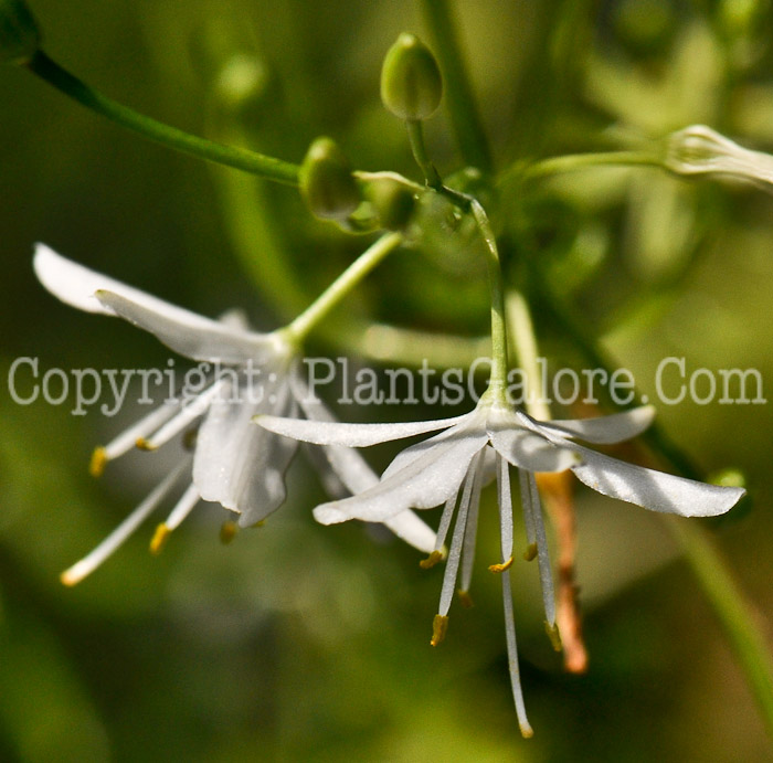 PGC-B-Bowiea-volubilis-aka-Climbing-Onion-2