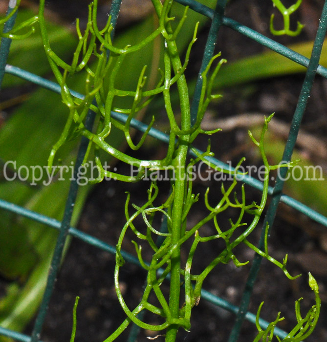 PGC-B-Bowiea-volubilis-aka-Climbing-Onion-4