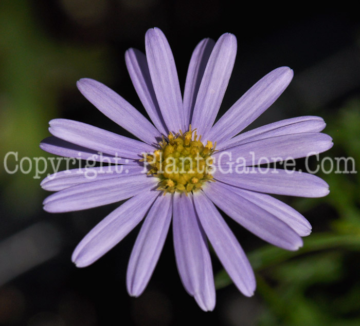 PGC-A-Brachyscome-Mauve-aka-Swan-River-Daisy-1