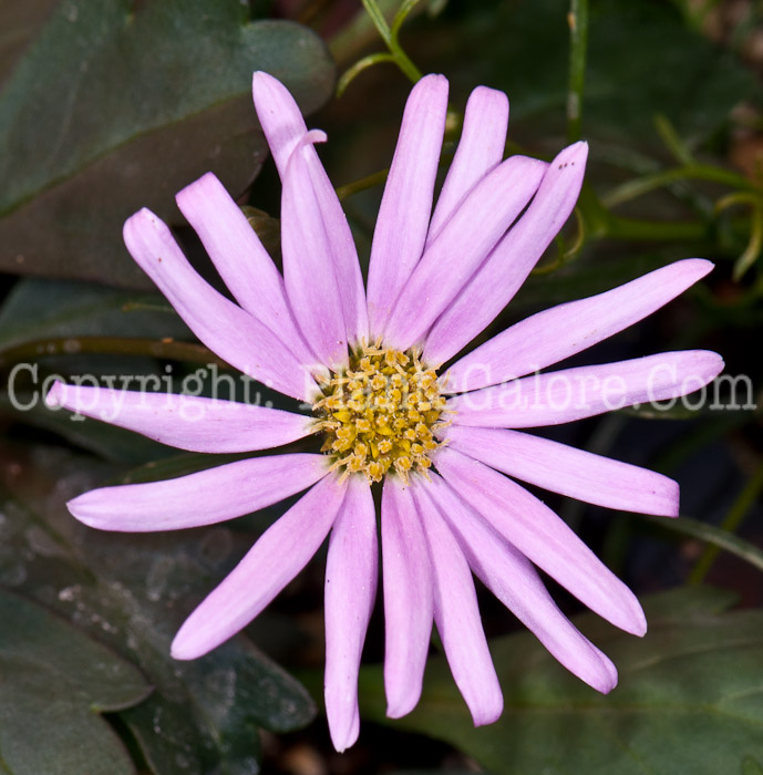 PGC-A-Brachyscome-Surdaisy-Pink-0514j-1