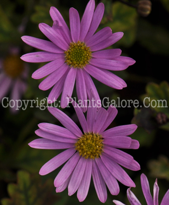 PGC-A-Brachyscome-Surdaisy-aka-Swan-River-Daisy-2