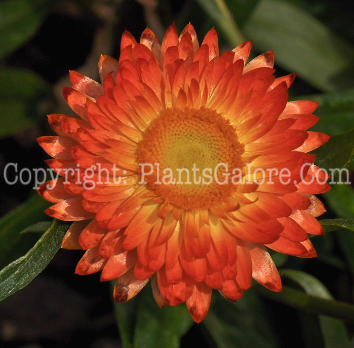 PGC-A-Bracteantha-Dreamtime-Jumbo-Red-Ember-2010-001