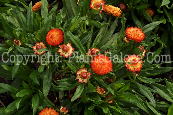 PGC-A-Bracteantha-Dreamtime-Jumbo-Red-Ember-2010-002