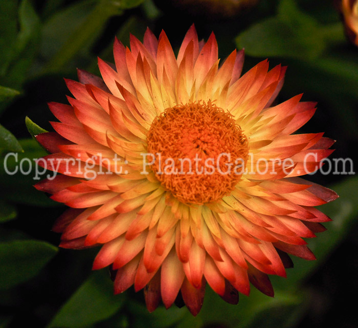 PGC-A-Bracteantha-Dreamtime-Jumbo-Red-Ember-2010-003