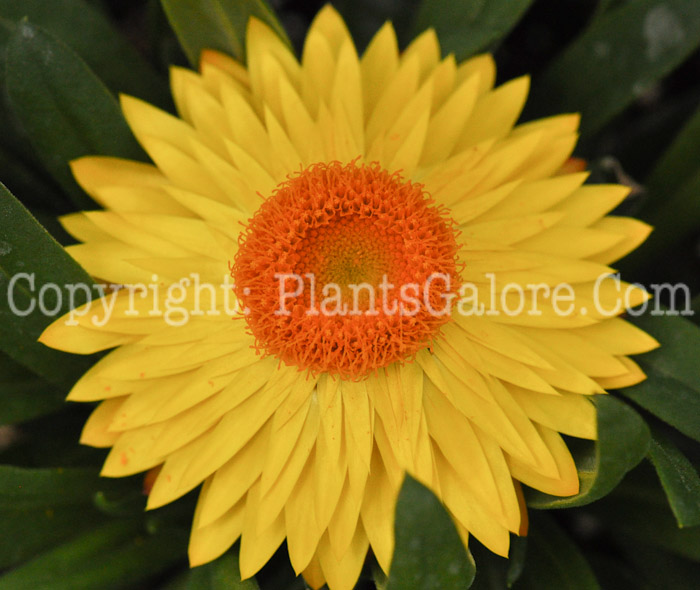 PGC-A-Bracteantha-Dreamtime-Jumbo-Yellow-2010-001