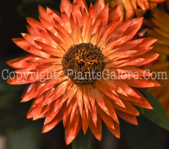 PGC-A-Bracteantha-Helica-Golden-2010-001