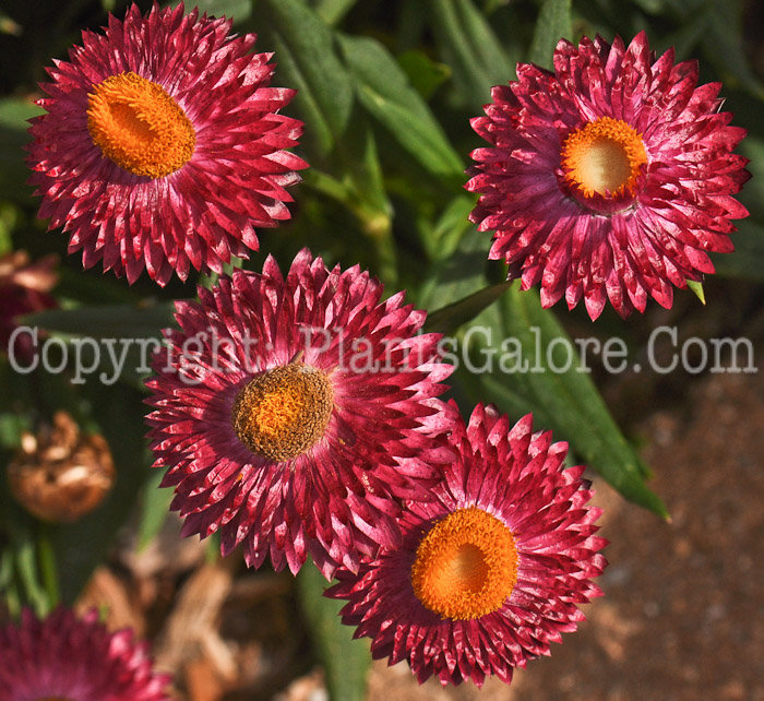 PGC-A-Bracteantha-Helica-Purple-Improved-2010-002