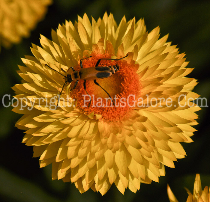 PGC-A-Bracteantha-Strawberry-Yellow-2010-001