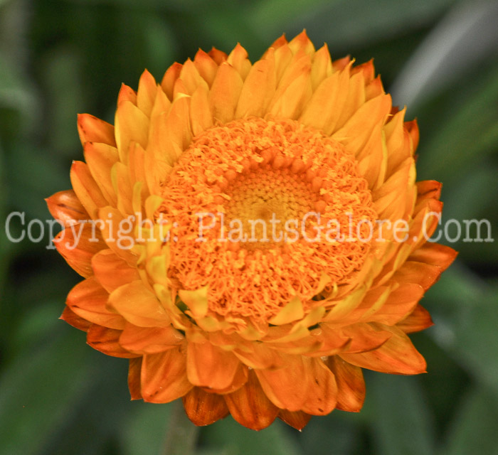 PGC-A-Bracteantha-bracteata-Golden-Beauty-2010-d002