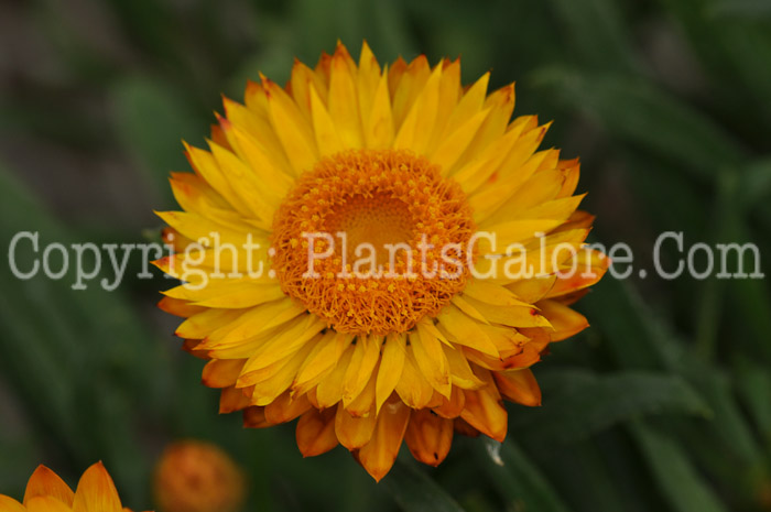 PGC-A-Bracteantha-bracteata-Sundaze-Flame-2010-001