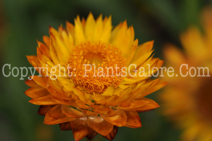 PGC-A-Bracteantha-bracteata-Sundaze-Flame-2010-002