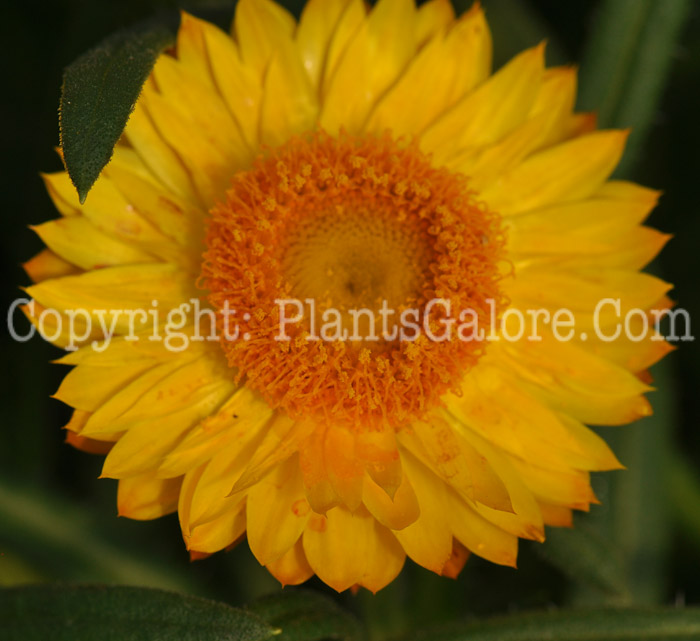 PGC-A-Bracteantha-bracteata-Sundaze-Golden-Beauty-2010-002