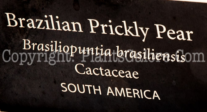 PGC-P-Brasiliopuntia-brasiliensis-aka-Brazilian-Prickly-Pear-0114-5
