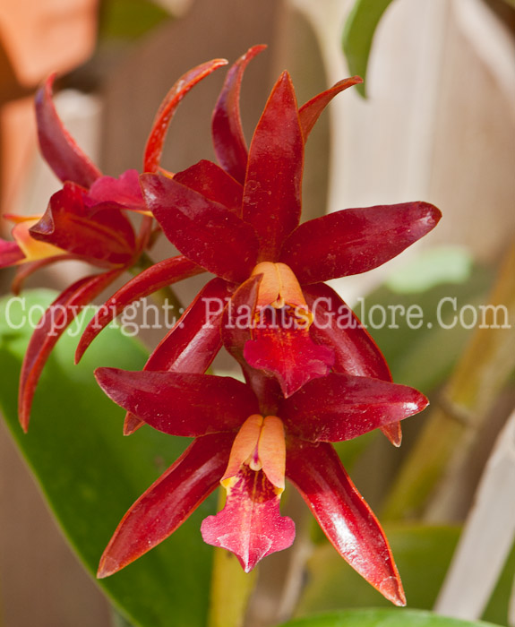 PGC-P-×-Brassolaeliocattleya-Carmela-aka-Orchid-0214-3-1