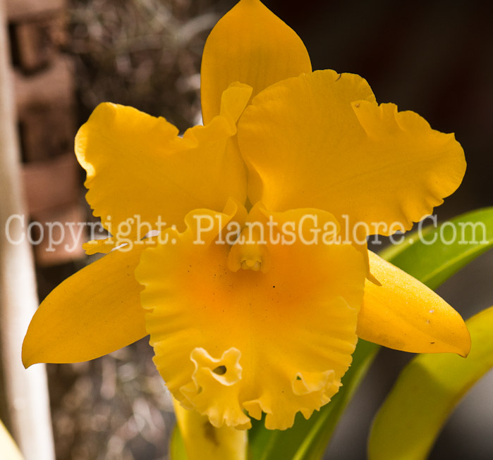 PGC-P-×-Brassolaeliocattleya-His-Light-aka-Orchid-0214-3-1