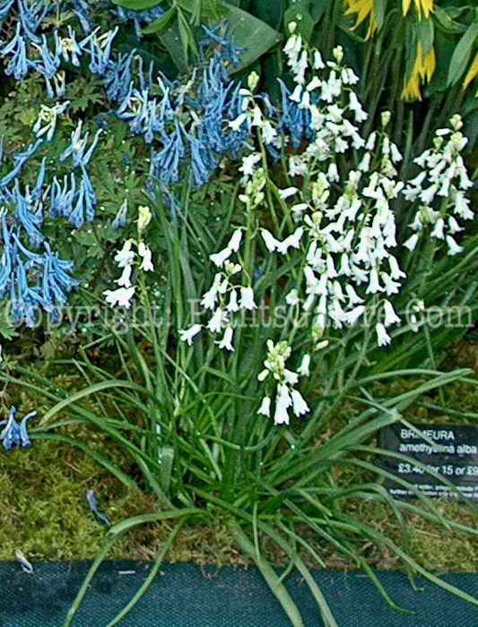 PGC-B-Brimeura-amethystina-aka-Spanish-Hyacinth-5