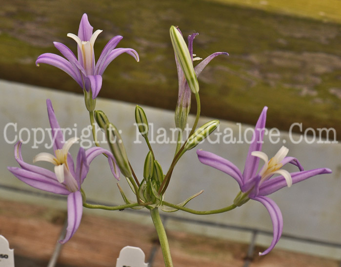 PGC-P-Brodiaea-californica-Wayne-Rodrick-aka-California-Brodiaea-2