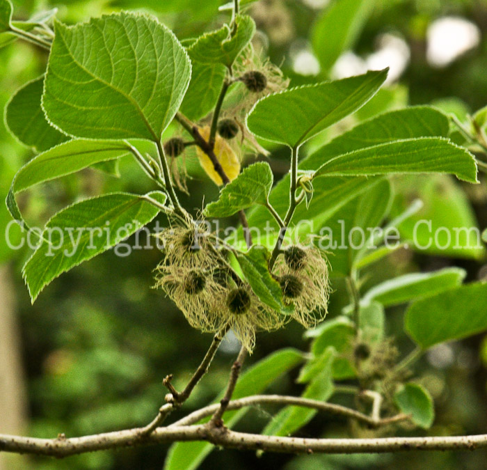 PGC-T-Broussonetia-papyrifera-aka-Paper-Mulberry-fruit-1