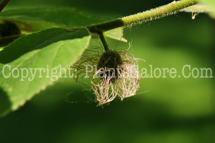 PGC-T-Broussonetia-papyrifera-aka-Paper-Mulberry-fruit-2