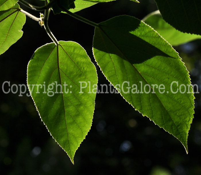 PGC-T-Broussonetia-papyrifera-aka-Paper-Mulberry-leaf-1