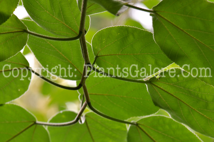 PGC-T-Broussonetia-papyrifera-aka-Paper-Mulberry-leaf-2