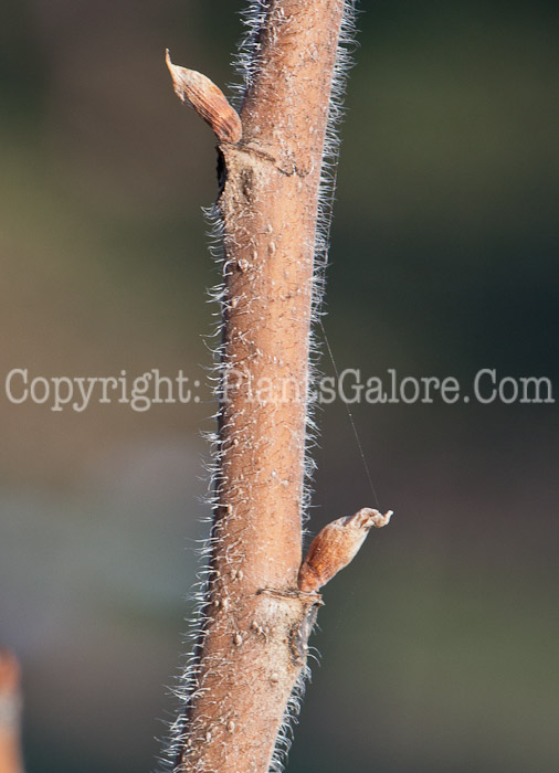 PGC-T-Broussonetia-papyrifera-aka-Paper-Mulberry-stem-1