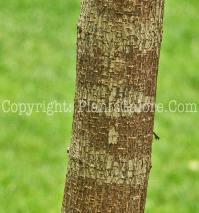 PGC-T-Broussonetia-papyrifera-aka-Paper-Mulberry-stem-2