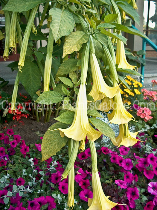 PGC-P-Brugmansia-aka-Angels-Trumpet-1