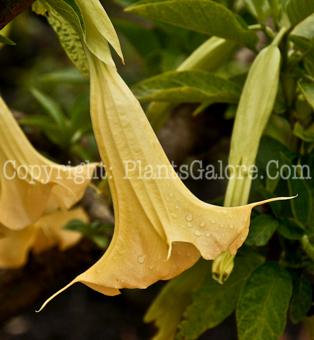 PGC-P-Brugmansia-aka-Angels-Trumpet-2