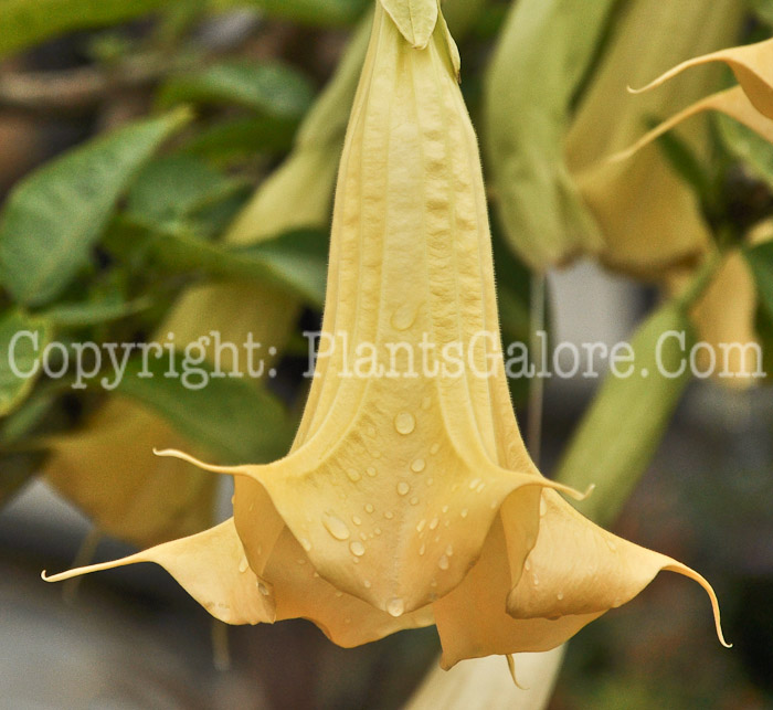 PGC-P-Brugmansia-aka-Angels-Trumpet-3