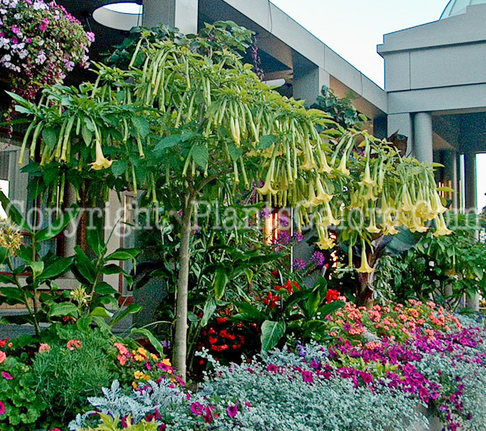 PGC-P-Brugmansia-aka-Angels-Trumpet-4-1