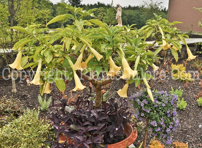 PGC-P-Brugmansia-aka-Angels-Trumpet-5