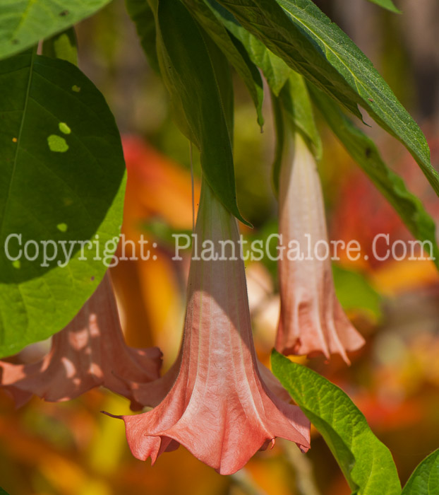 PGC-P-Brugmansia-aka-Angels-Trumpet-6