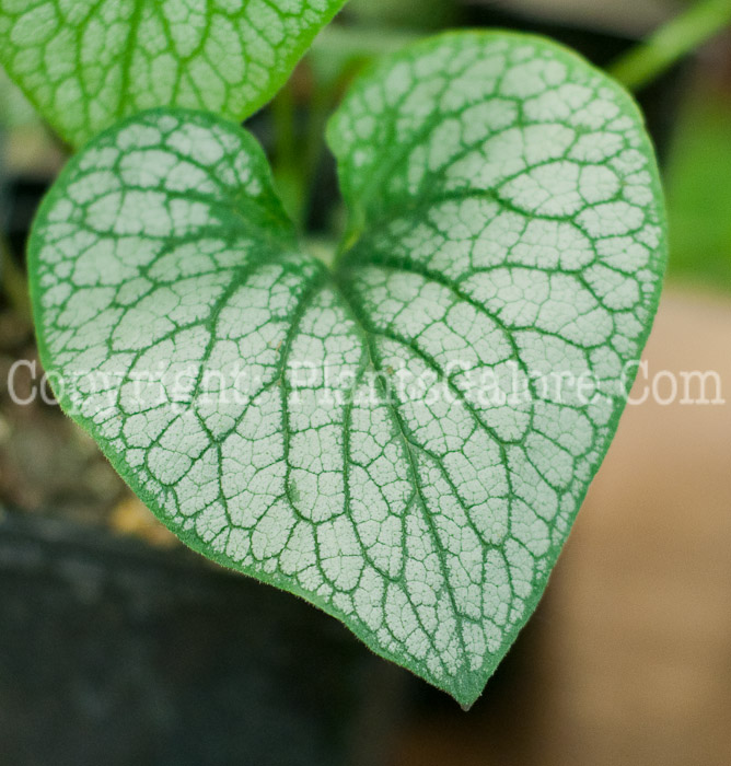 PGC-P-Brunnera-Alexanders-Great-0614-2