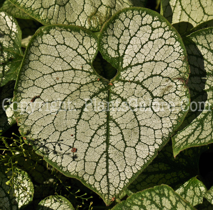 PGC-P-Brunnera-macrophylla-American-Beauty-2010-02