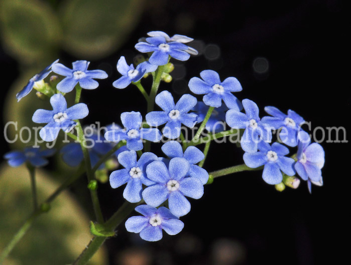 PGC-P-Brunnera-macrophylla-Hadspen-Cream-aka-Siberian-Bugloss-0413-2