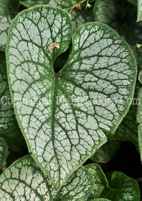 PGC-P-Brunnera-macrophylla-Jack-Frost-2010-02